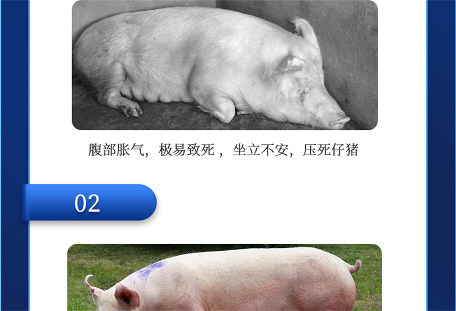 188金宝搏安卓下载
动保猪饲料添加剂母润通产品介绍 188金宝搏安卓下载
动保猪饲料添加剂母润通产品介绍