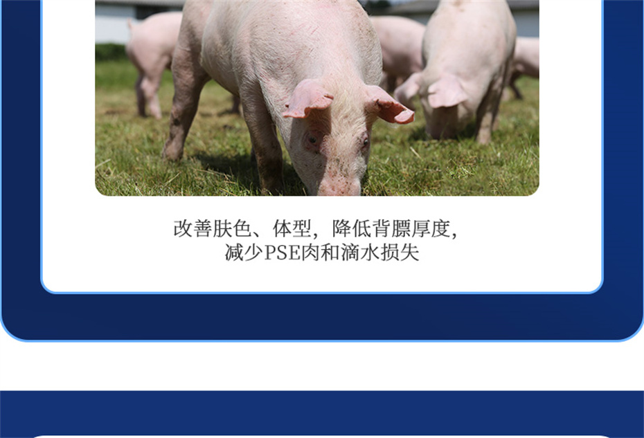 188金宝搏安卓下载
动保猪饲料添加剂母润通产品介绍 188金宝搏安卓下载
动保猪饲料添加剂母润通产品介绍