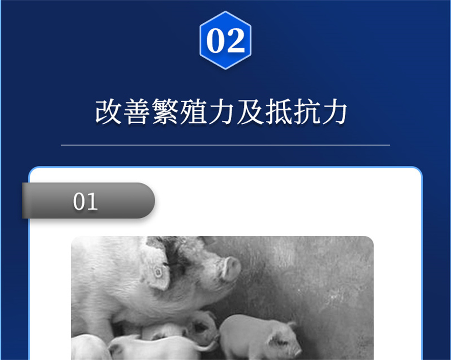 188金宝搏安卓下载
动保猪饲料添加剂升殖宝产品介绍 188金宝搏安卓下载
动保猪饲料添加剂升殖宝产品介绍