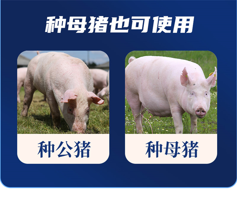 188金宝搏安卓下载
动保猪饲料添加剂升殖宝产品介绍 188金宝搏安卓下载
动保猪饲料添加剂升殖宝产品介绍