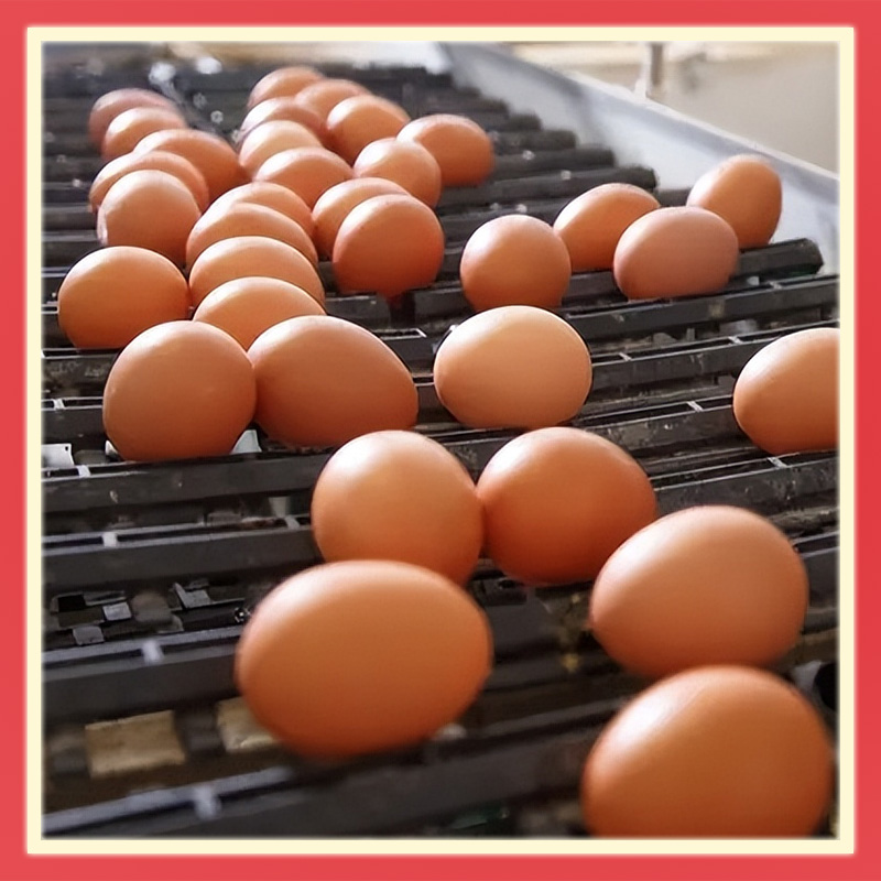 多蛋大师 多蛋大师