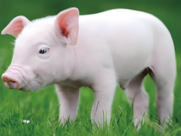 仔猪减锌增效抗腹泻创新技术