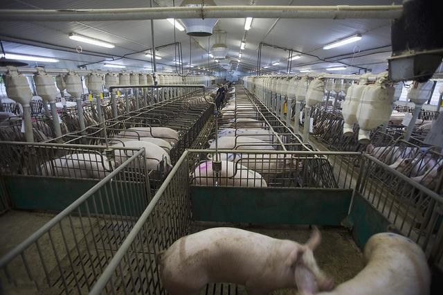 188金宝搏安卓下载动保养猪场除臭