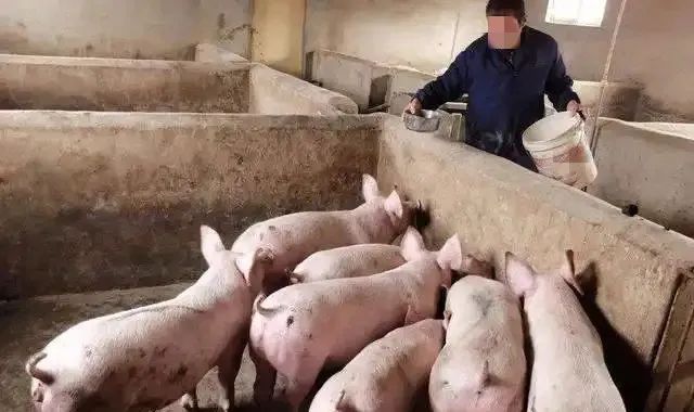 冬季养猪