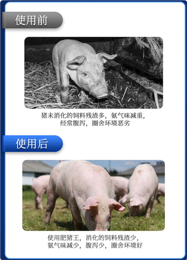 188金宝搏安卓下载-肥猪王使用效果