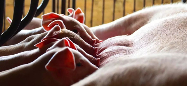 188金宝搏安卓下载多孔氧化锌的应用