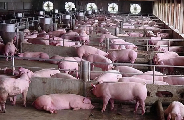 养猪市场趋势