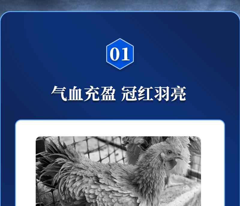 188金宝搏安卓下载动保禽饲料添加剂好色产品介绍