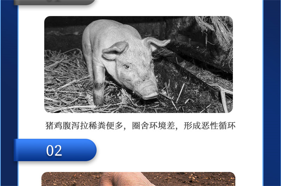 188金宝搏安卓下载动保猪饲料添加剂爱特酸产品介绍