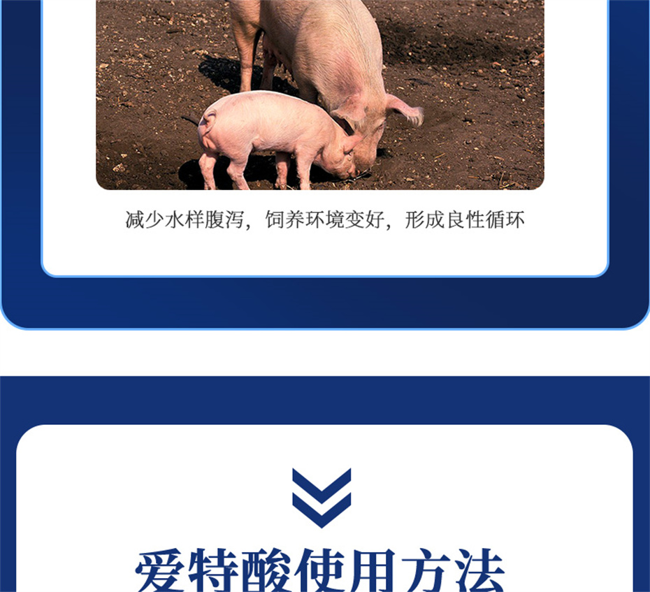188金宝搏安卓下载动保猪饲料添加剂爱特酸产品介绍