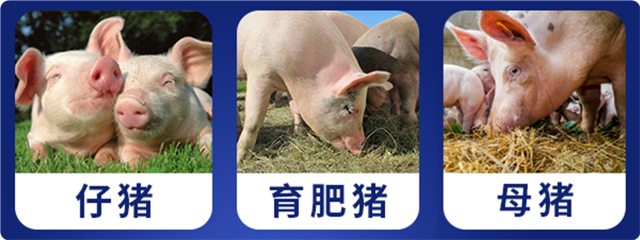 188金宝搏安卓下载猪饲料添加剂