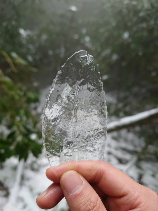 188金宝搏安卓下载摄影大赛作品《冰叶》