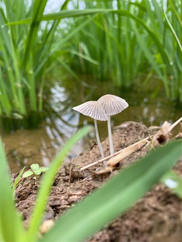 188金宝搏安卓下载摄影大赛作品《禾下》