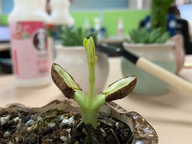 188金宝搏安卓下载摄影大赛作品《精微》