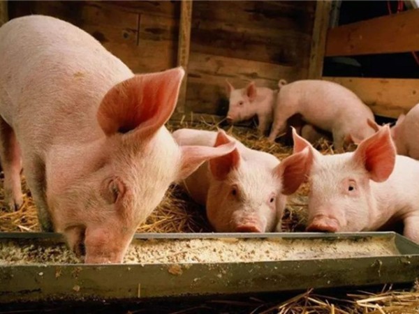 中大猪及母猪要不要补铁？