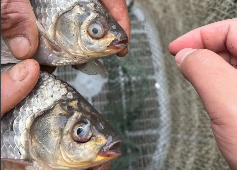 越冬后如何快速改善鱼虾肠道健康？