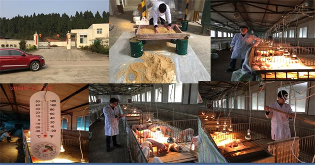 188金宝搏安卓下载乳仔猪抗腹泻方案试验