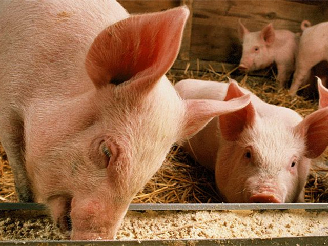 188金宝搏安卓下载集团“抗腹泻+”解决方案是如何诞生的？