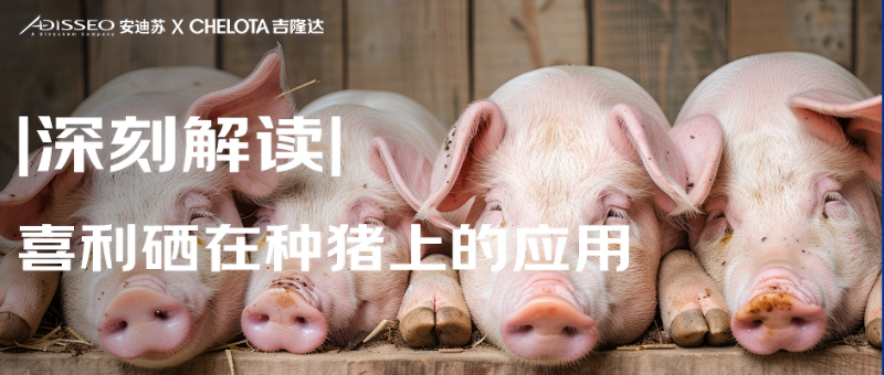 2025.03.27推文封面猪(1)