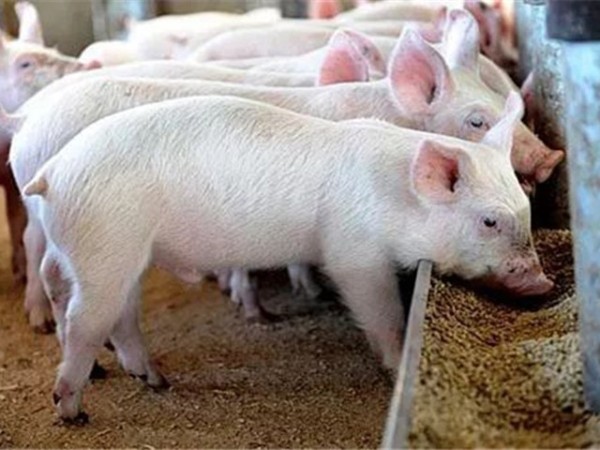 如何做好生长肥育猪的饲养管理？
