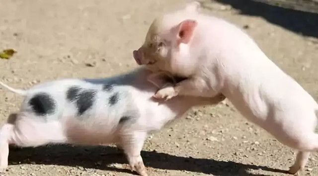 什么情况下给猪并圈