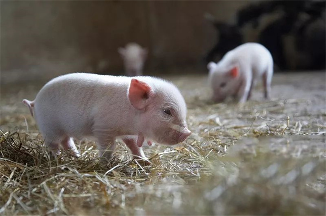 188金宝搏安卓下载