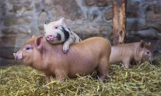 188金宝搏安卓下载