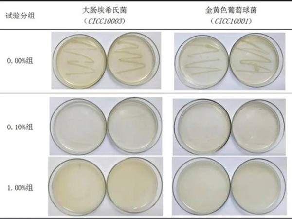 平板划线法探究莲花锌（纳米级活性多孔氧化锌）体外抑菌效果